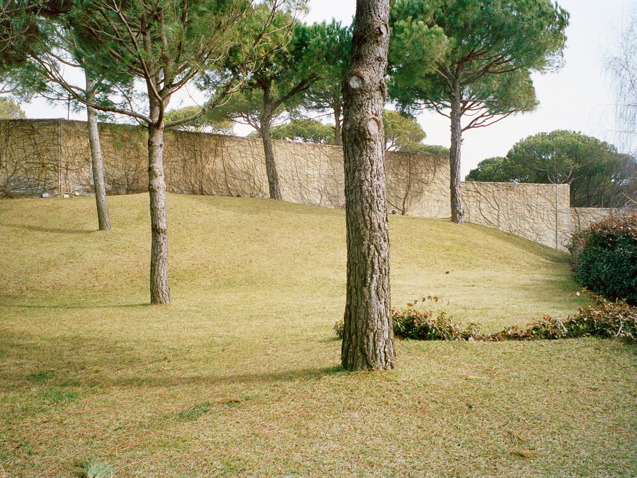 Grassy sloped garden of F House in Dahr el Sawan planted with pine trees, a curved stone retaining wall covered in creeping vines in the background