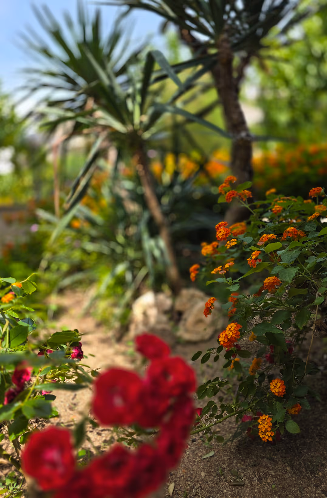 Квітучі червоні та помаранчеві квіти на фоні зелених пальмових рослин у сонячному саду. Enjoy 2026, Інтенсив MIGIS, інтенсив для гештальт-терапевтів