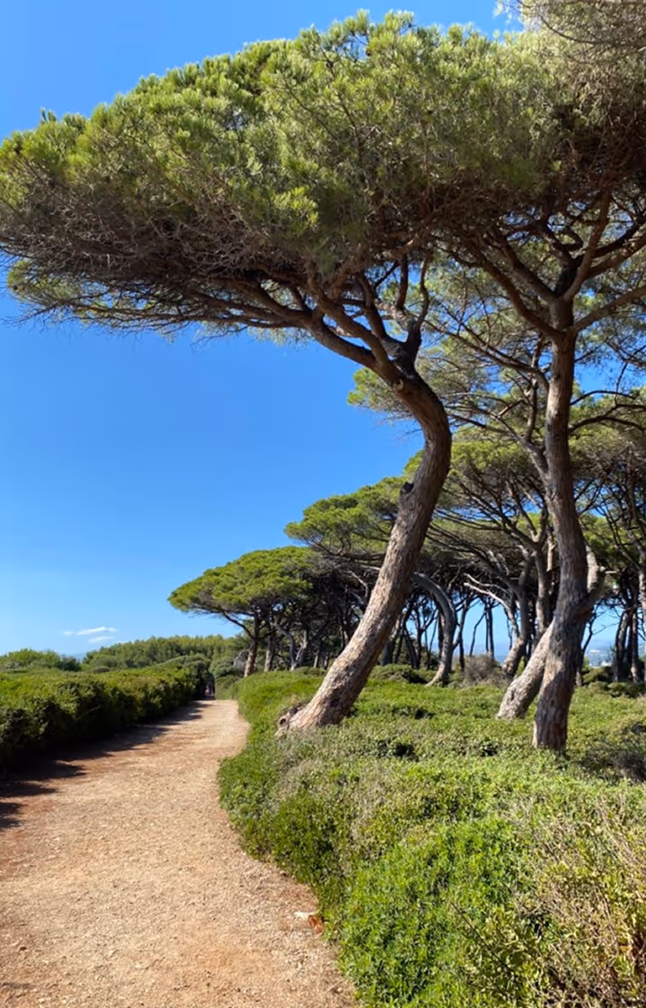 Піщана стежка серед зелених кущів і дерев з широкими розлогими кронами на тлі ясного синього неба. Follonica, Toscana