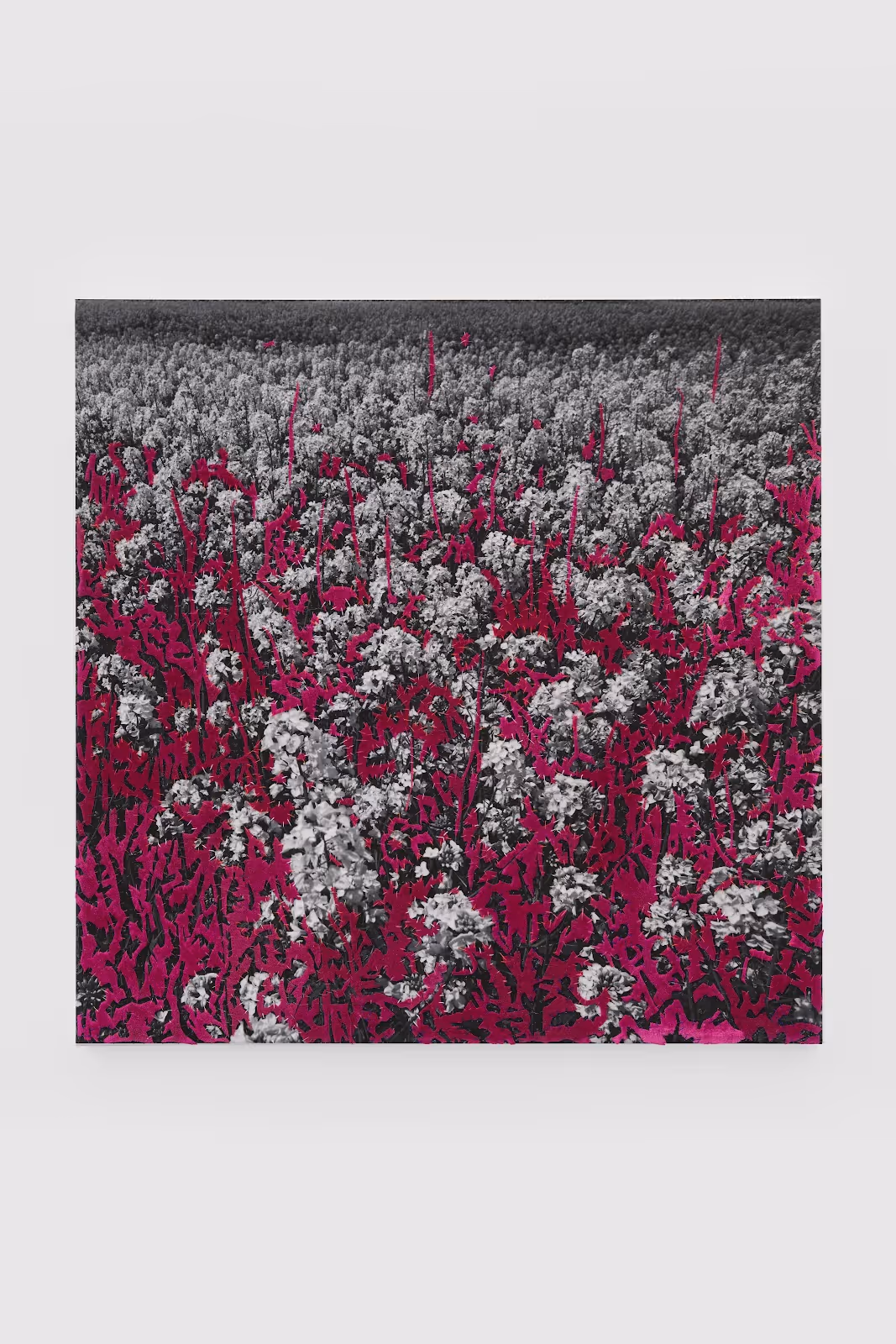 Magenta Garden