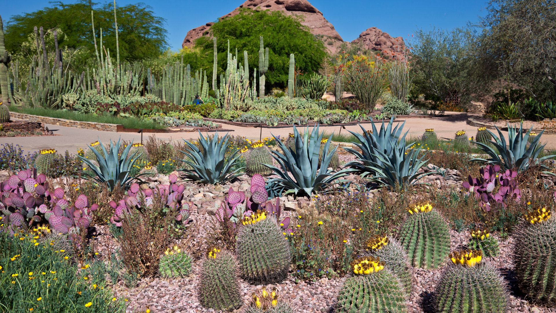 4. Desert Botanical Garden