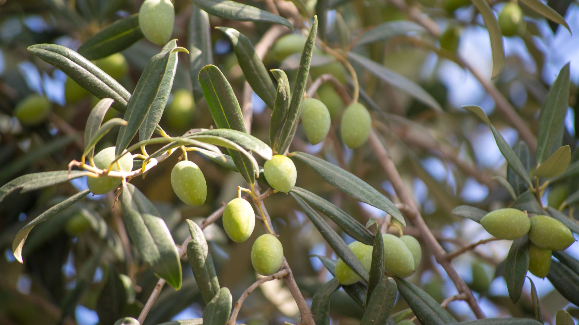 6. Queen Creek Olive Mill