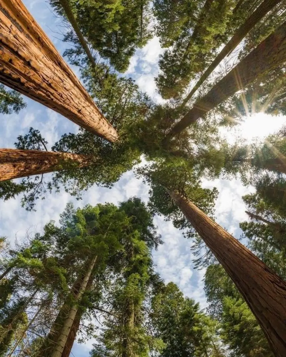 Point of view looking up at tall trees with sunlight through the branches from the forest floor