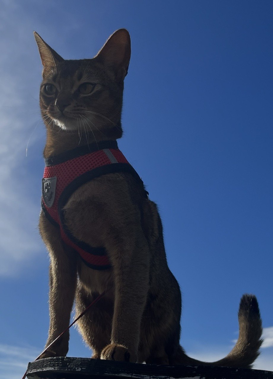 Kiwi auf dem Katzenbalkongehege