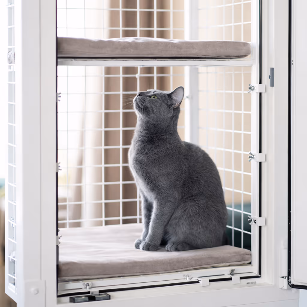 Cat sitting safely in a BalconyCat steel window enclosure, looking out over the city