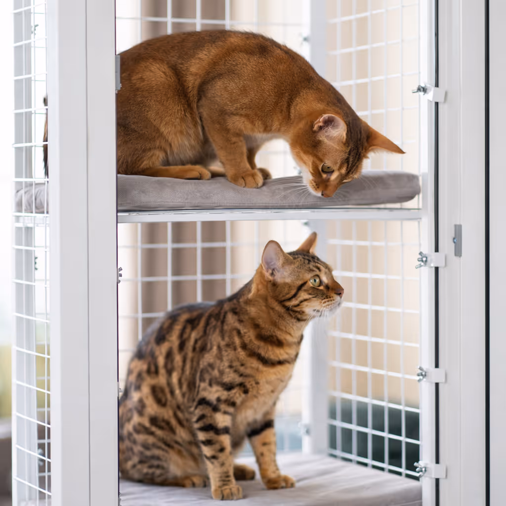 Cat relaxing in a welded steel balcony enclosure by BalconyCat, securely attached to window frame