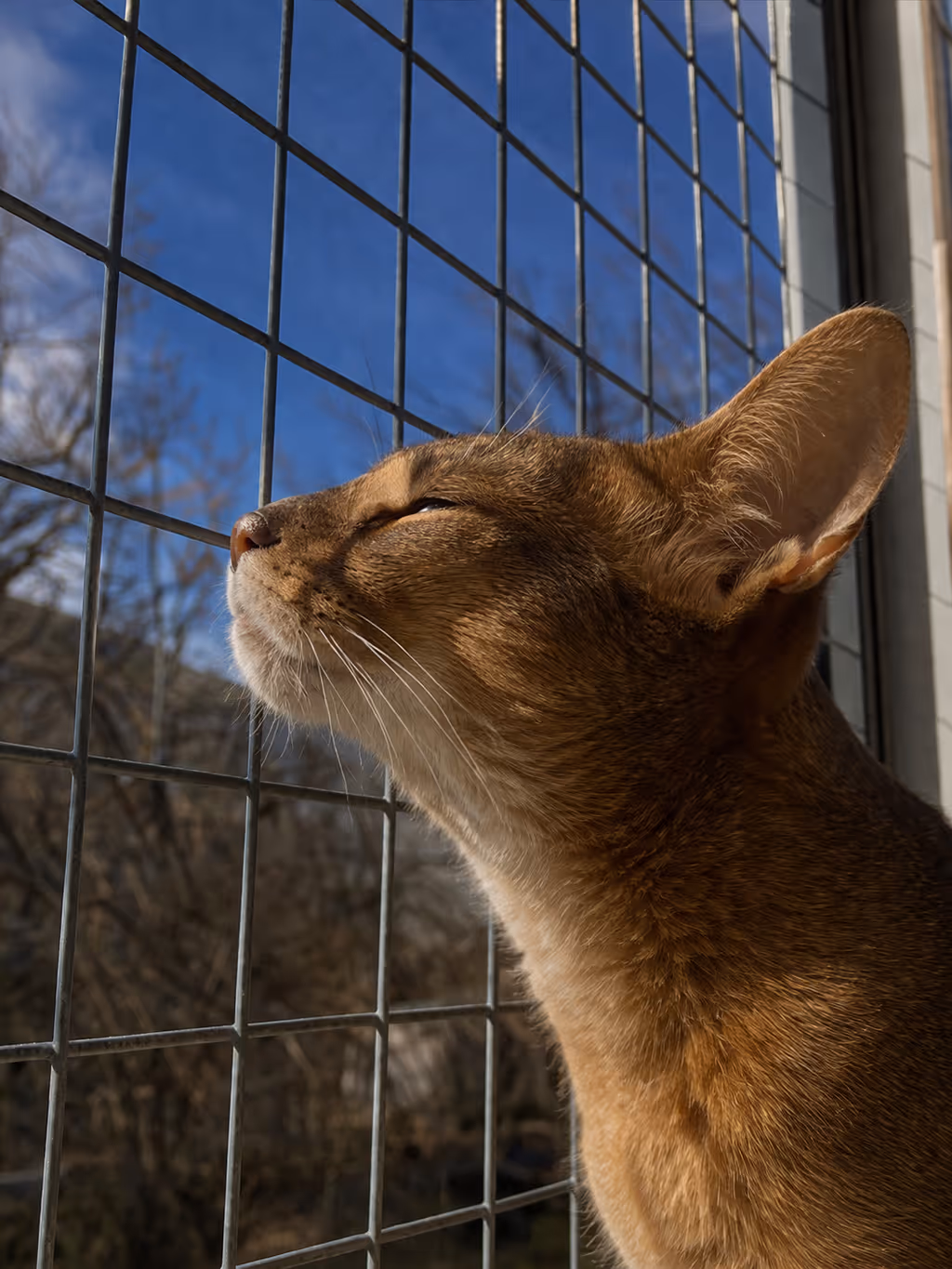 Cat enjoying fresh air safely in a custom-made steel window catio enclosure