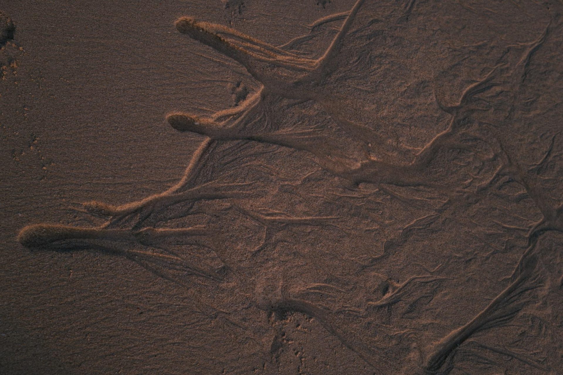 Verästelte Rinnen im nassen Sand, Nahaufnahme