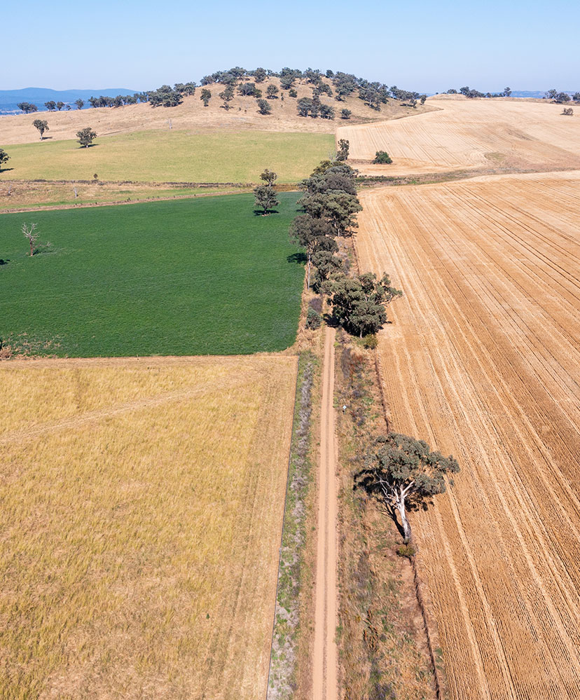 Aerial view of farmland with green, yellow, and brown fields divided by a dirt road lined with scattered trees and hills in the background.