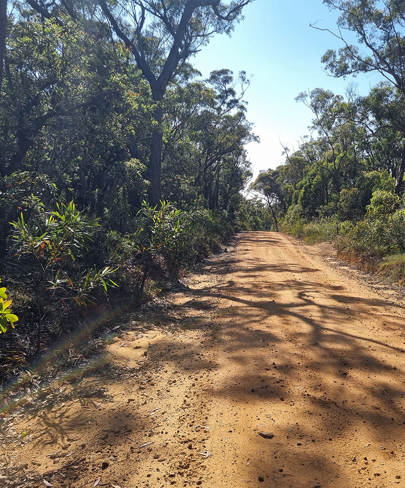 Sunlit gravel road surrounded by dense green trees and bushes under a clear blue sky.