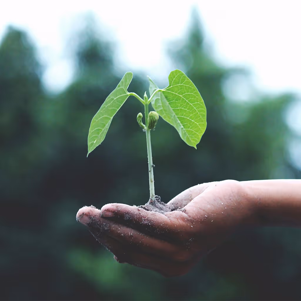 Hand holding a small green seedling with soil against a blurred natural background.