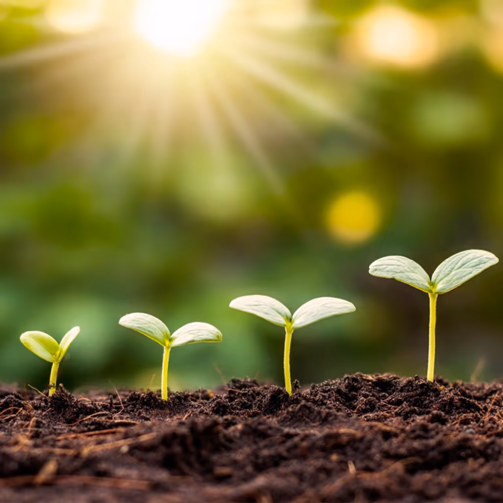 Four small green seedlings growing in soil in ascending order with sunlight in the background.