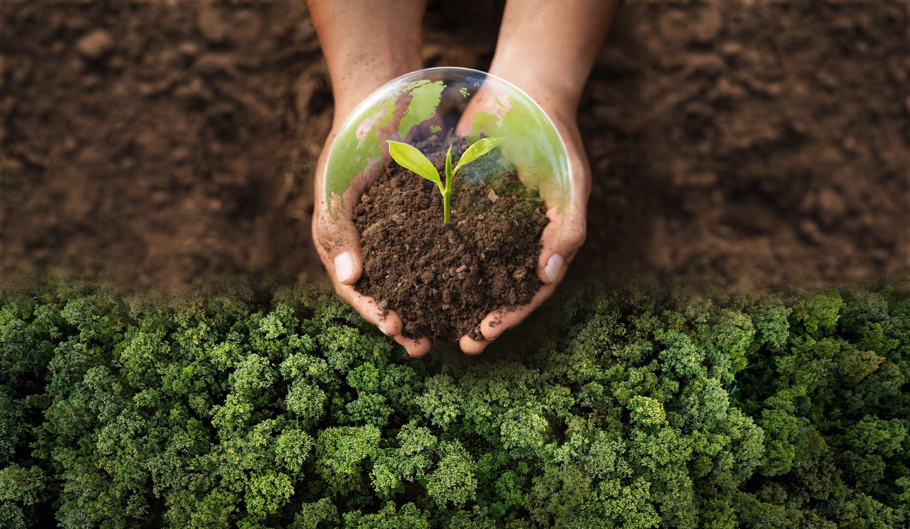 Hands holding soil with a seedling inside a transparent globe over a green forest.