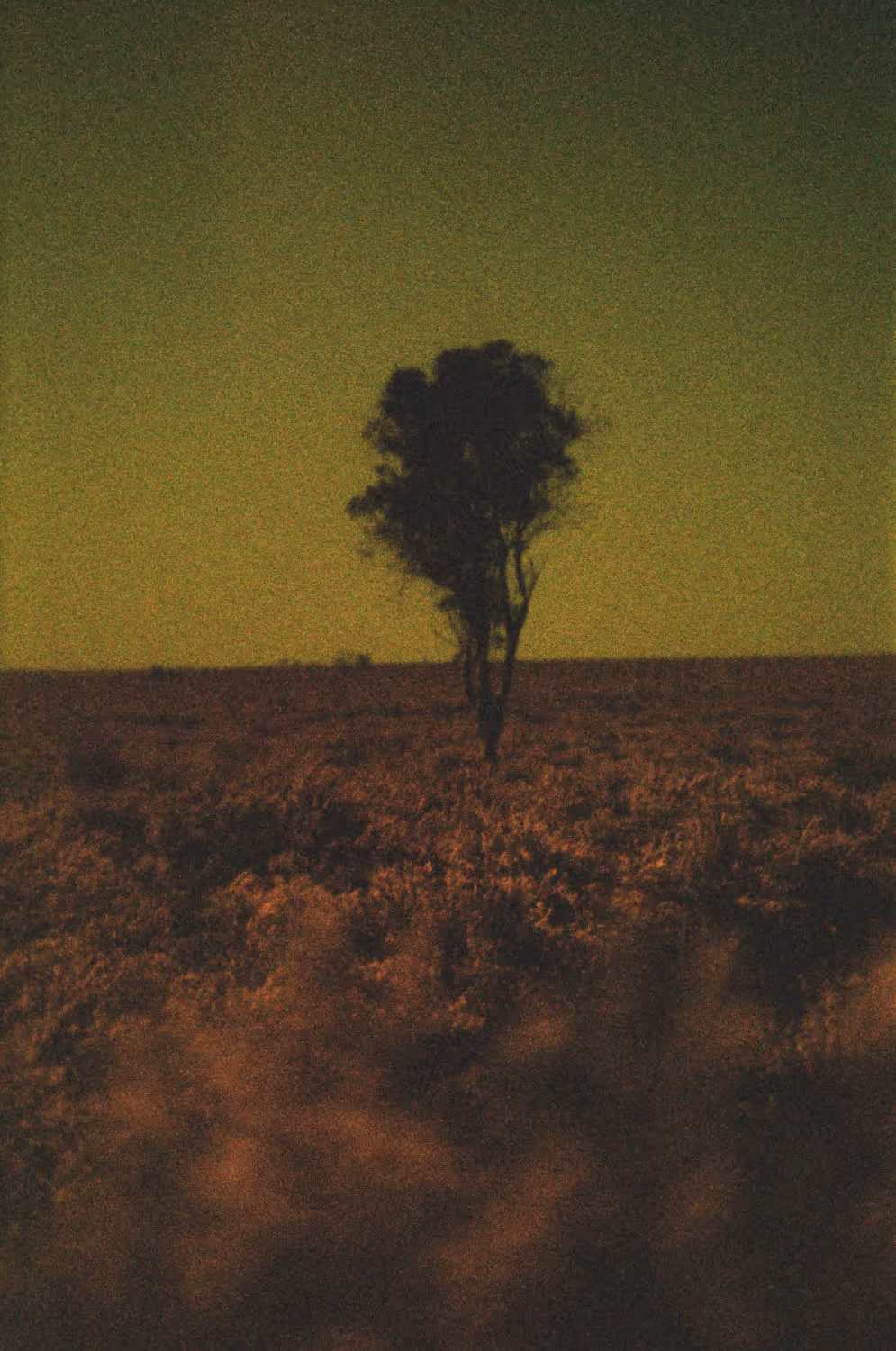 Film photo taken in rural Western Australia of a lone tree standing above a field of native yellow wildflowers.