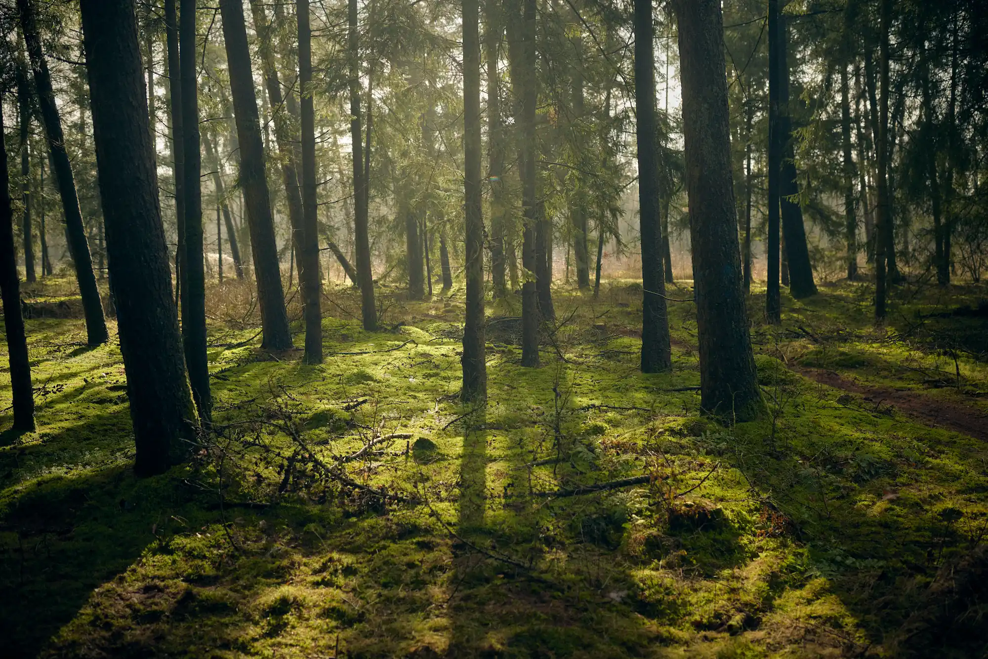 Sunlight filtering through tall pine trees onto a forest floor covered in green moss and scattered branches.