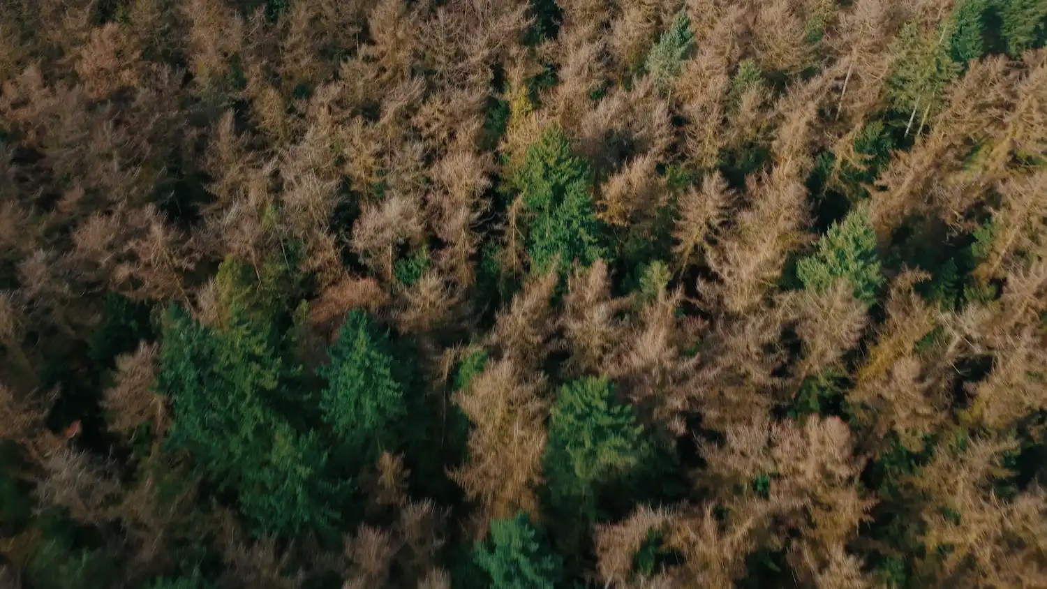 Aerial view of forest with a mix of green evergreen trees and brown leafless trees.