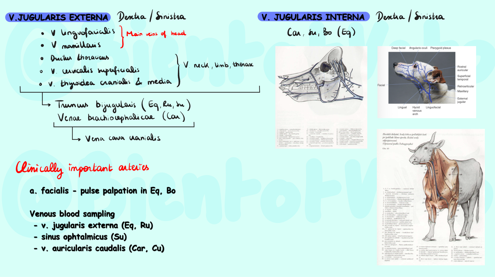 Goodnotes flashcards