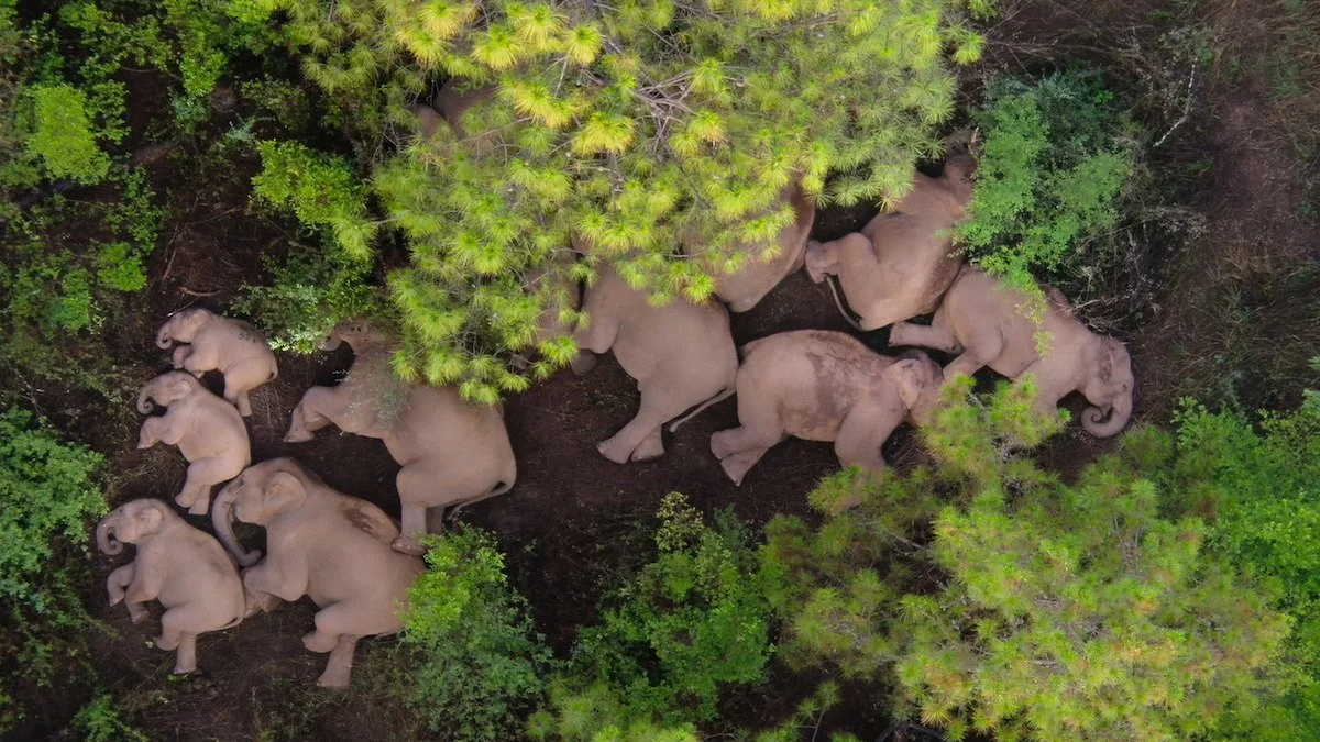   A drone image shows 14 Chinese elephants sleeping exhausted after an epic 400-kilometer journey. In the forest on the outskirts of southwest China's Kunming, Yunnan Province. Photo: AFP / Xinhua  