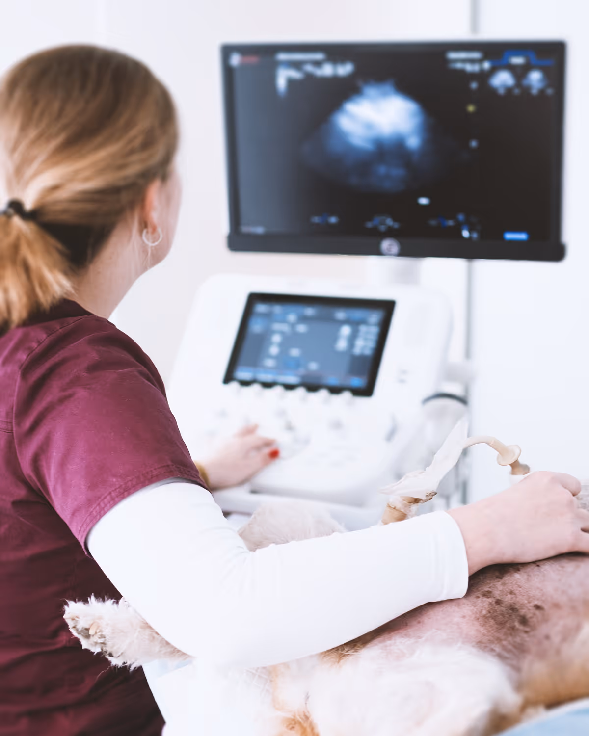 Veterinář provádí ultrazvukové vyšetření psa ležícího na zádech v klinice.