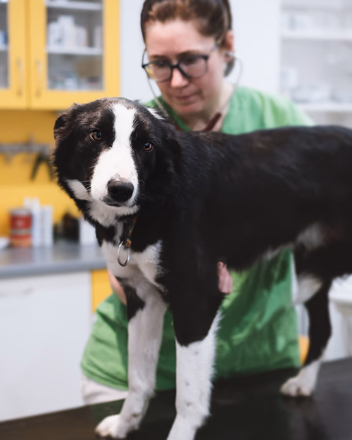Veterinářka s fonendoskopem prohlíží černobílého psa na stole v ordinaci.