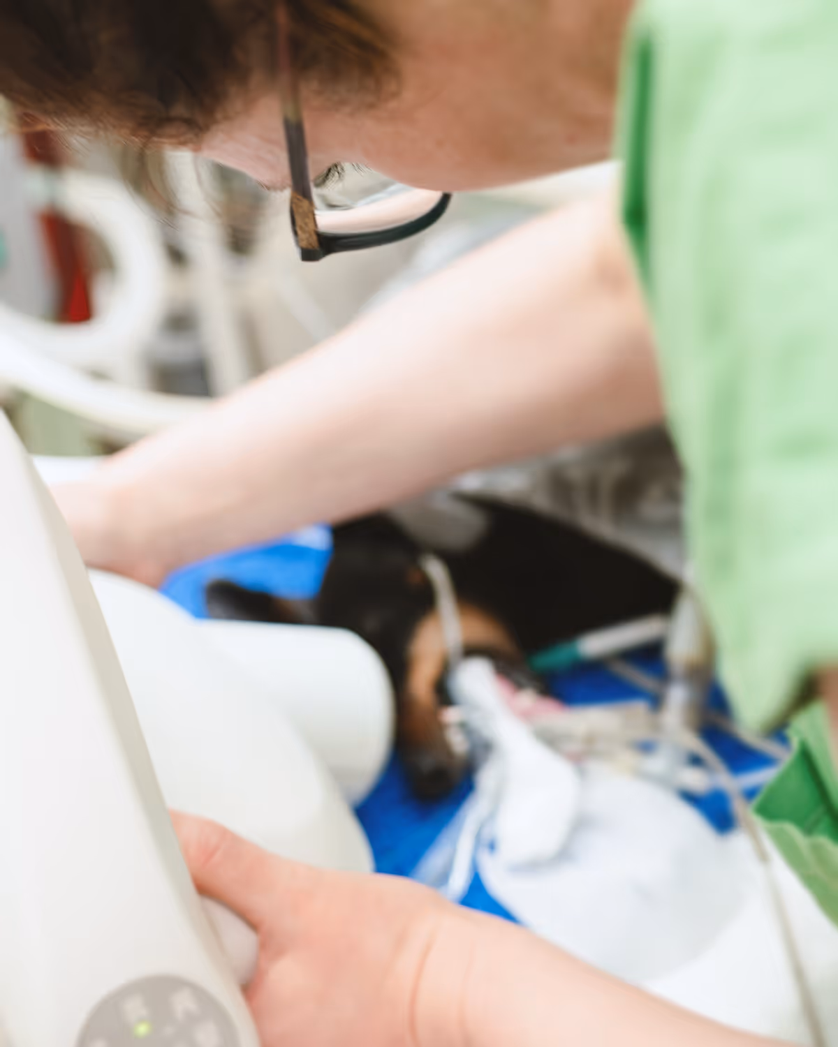 Veterinář při vyšetření psa v klinice, pes má zavedenou anestézii a je připojen k přístrojům.