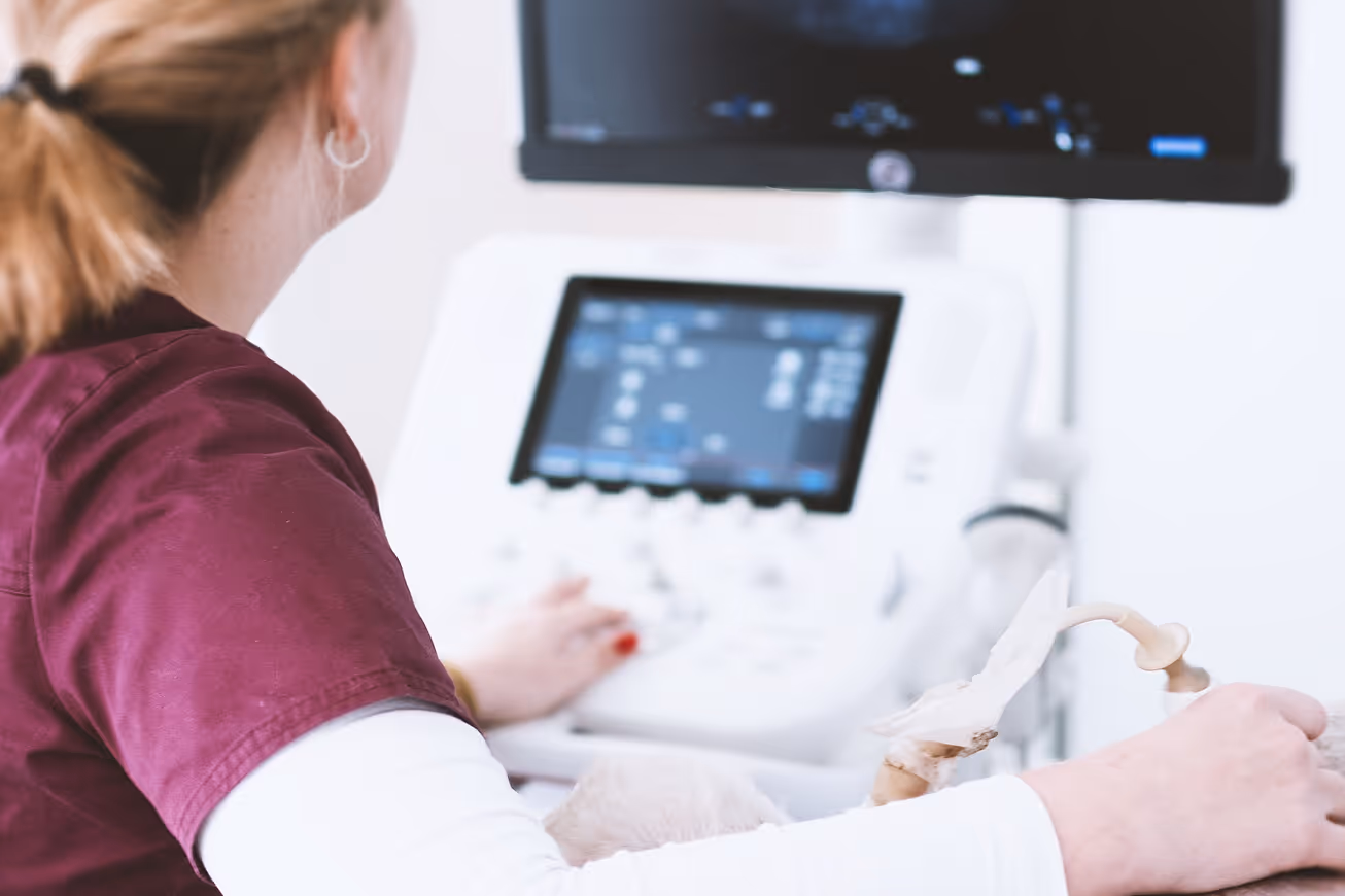 Close-up of a veterinary doctor performing an ultrasound examination using a digital sonography machine on a patient.