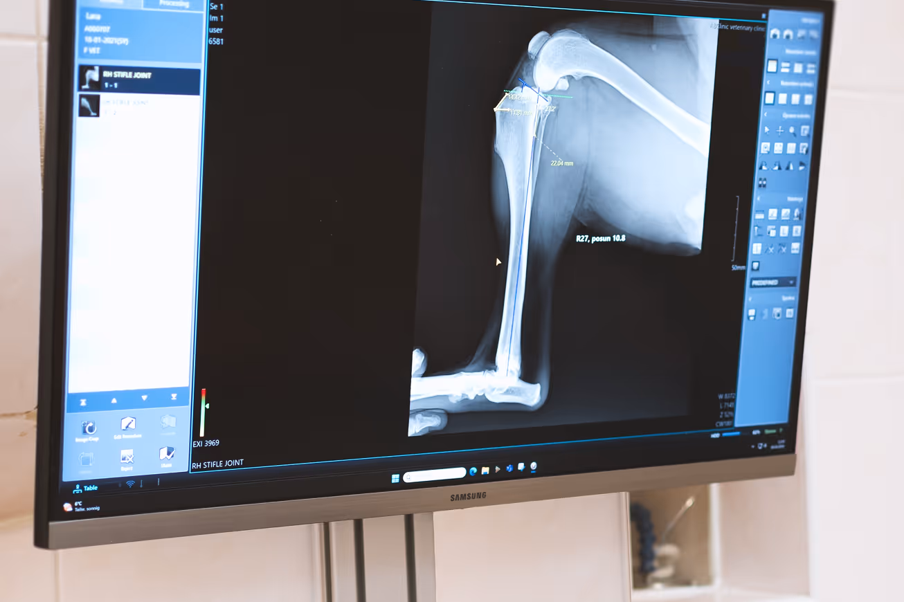 Digital veterinary X-ray of a dog's knee joint on a monitor, showing pre-operative planning and measurements for orthopedic surgery.
