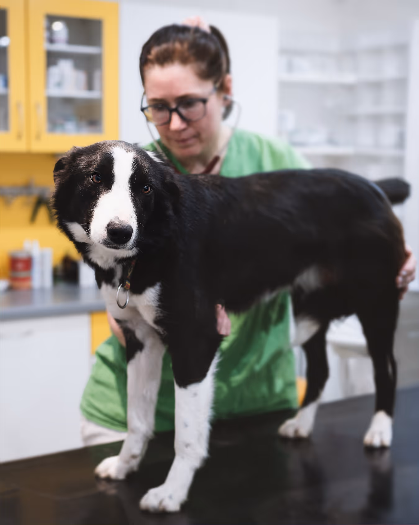Veterinář v zeleném oblečení vyšetřuje na stole černo-bílého psa v ordinaci.