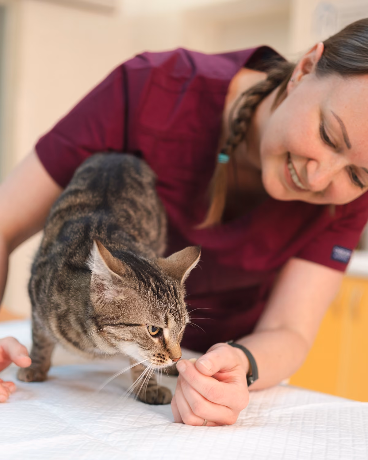 Veterinářka v bordó uniformě hladí zvědavou pruhovanou kočku na vyšetřovacím stole.