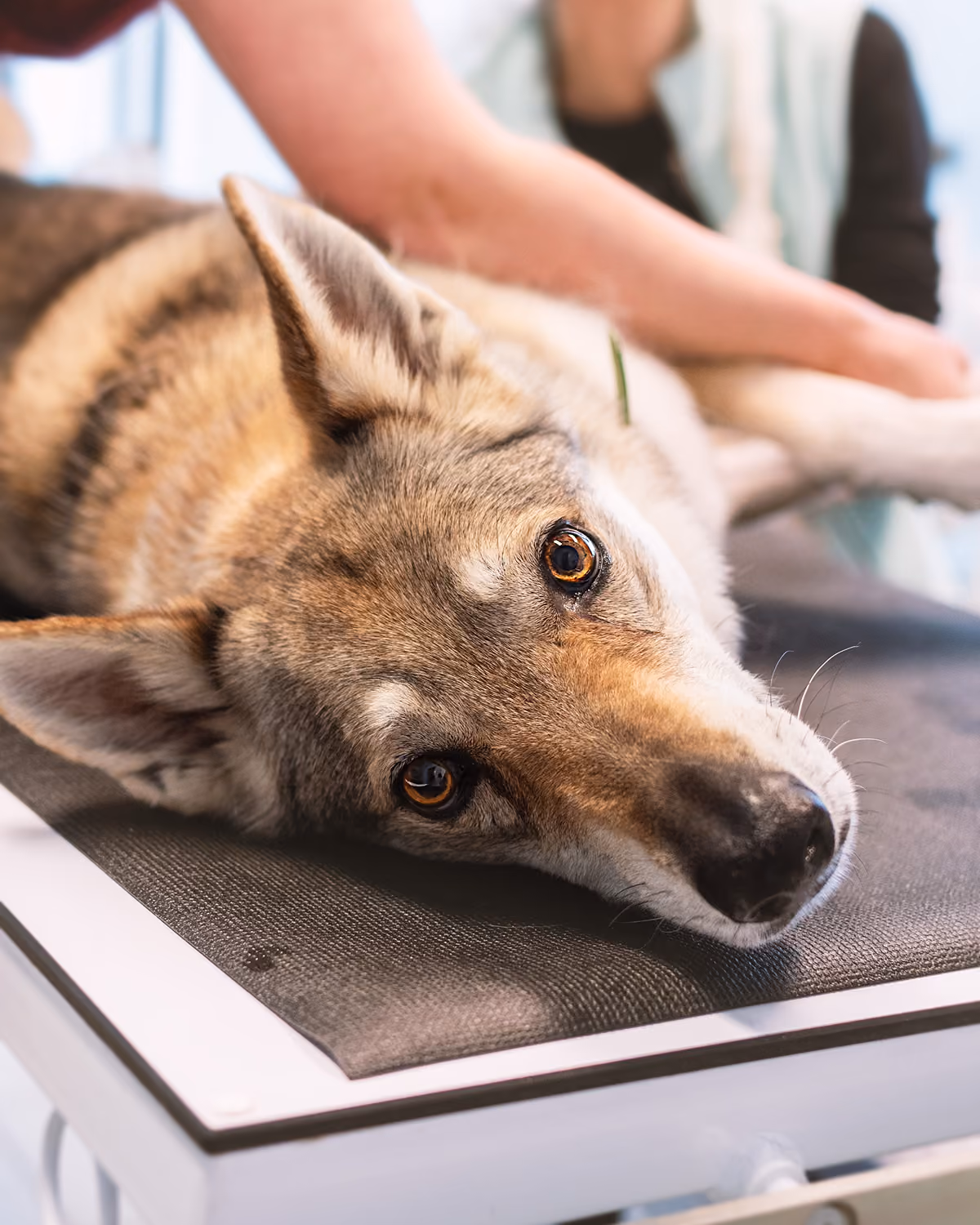 Pes ležící na veterinárním stole, pravděpodobně během vyšetření nebo zákroku.