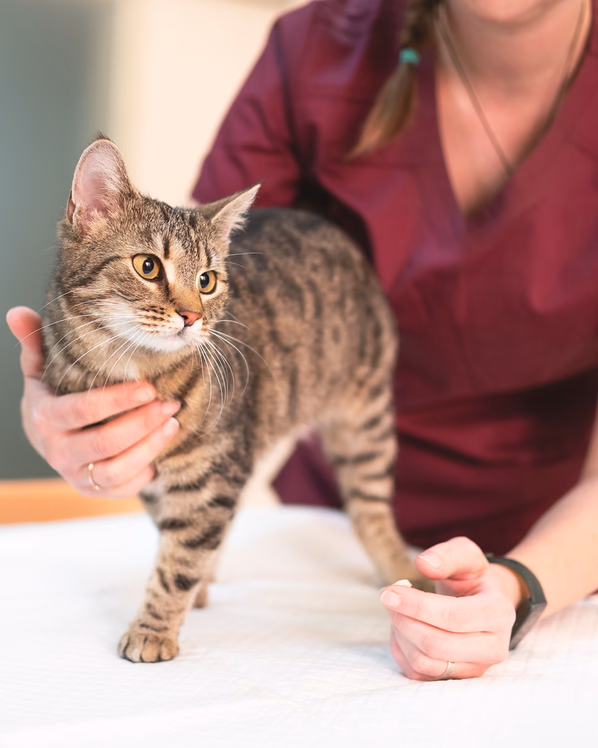 Veterinářka v bordó uniformě drží a vyšetřuje pruhovanou kočku na stole.