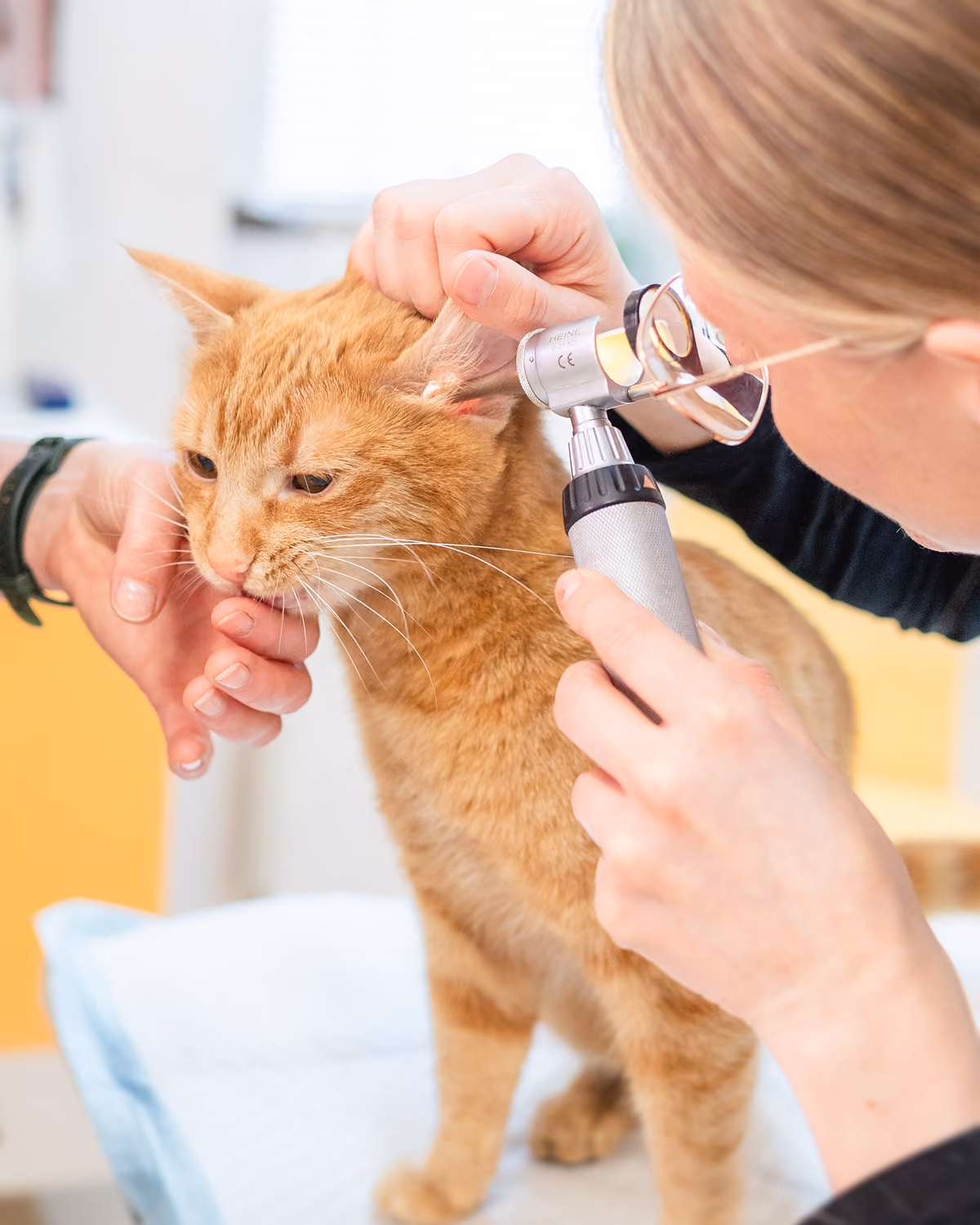 Veterinář vyšetřuje uši oranžové kočky pomocí otoskopu při veterinární prohlídce.