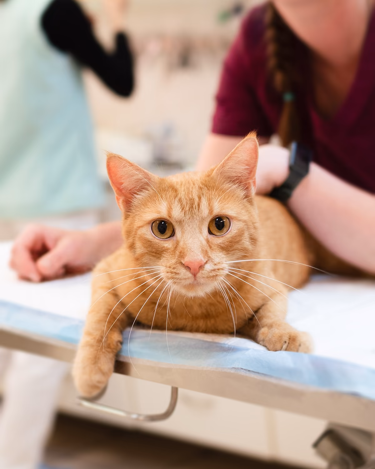 Zrzavá kočka ležící na veterinárním vyšetřovacím stole s lidmi v pozadí.
