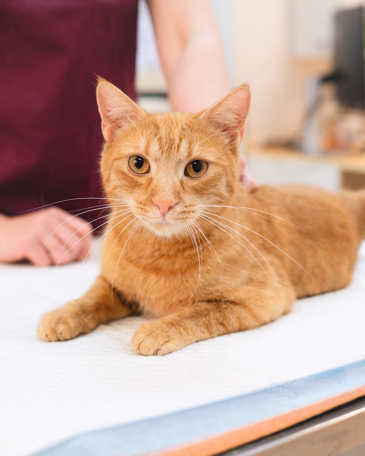 Oranžová kočka ležící na vyšetřovacím stole s rukou veterináře v pozadí.
