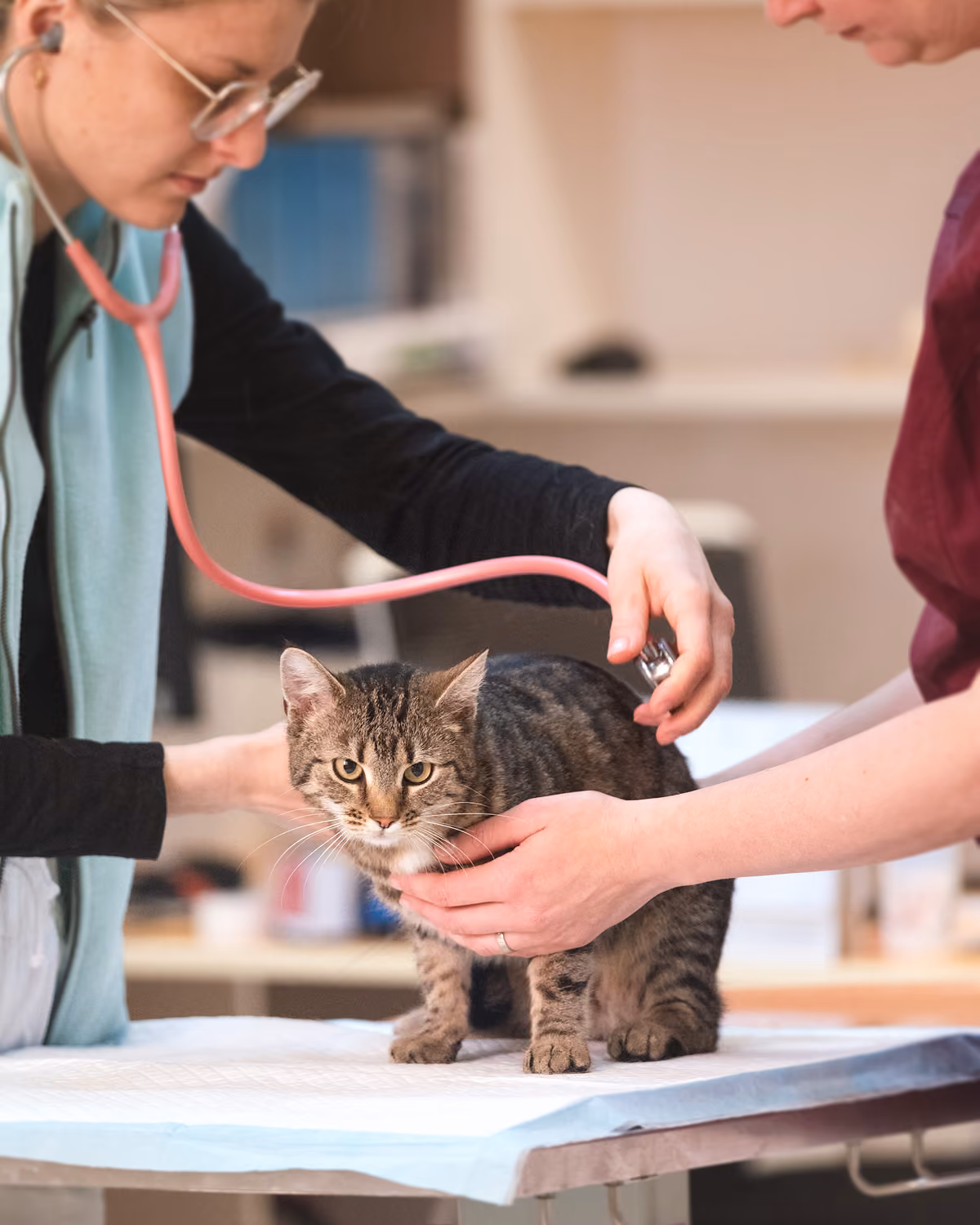 Veterinář používá stetoskop k vyšetření mourovaté kočky na vyšetřovacím stole.