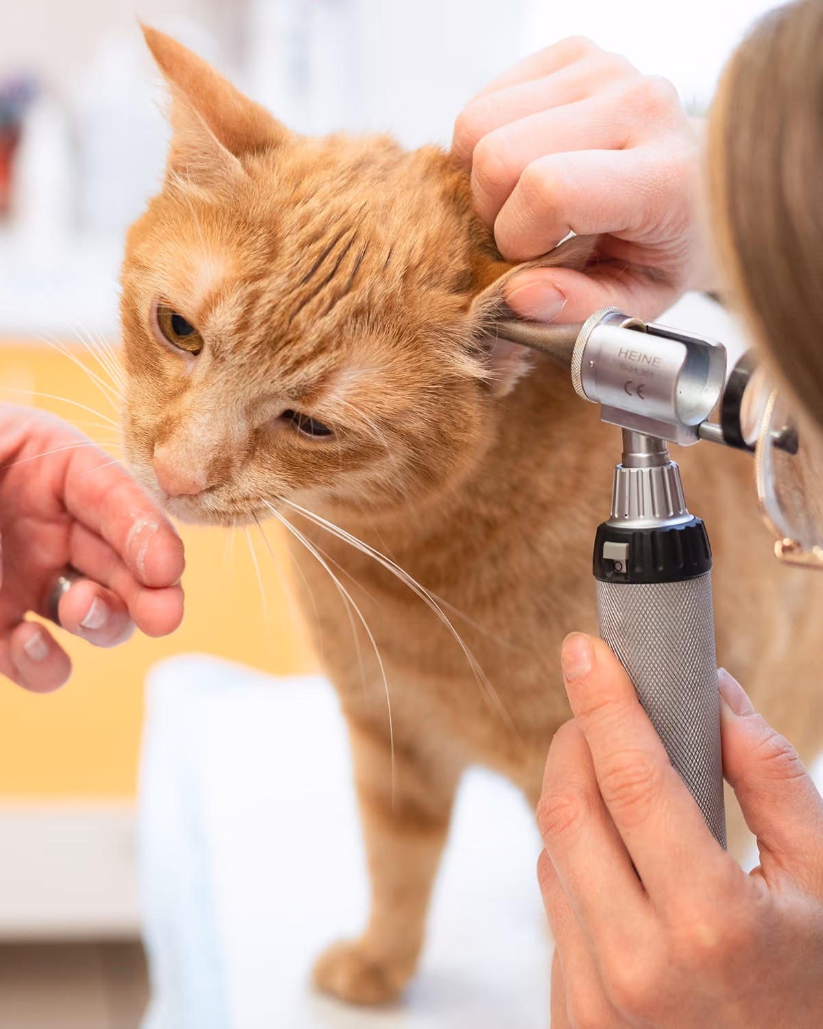 Veterinář vyšetřuje ušní kanál oranžové kočky pomocí otoskopu.