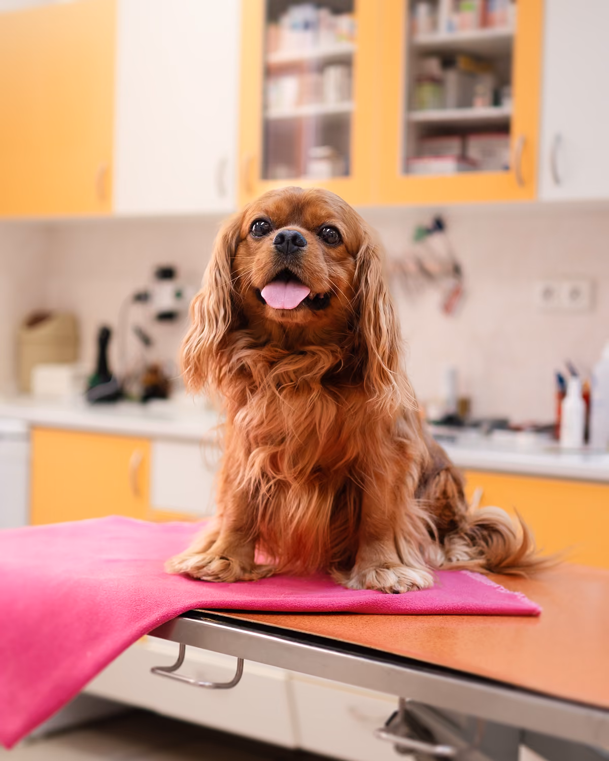 Hnědý pes sedí na stole pokrytém růžovou dekou v veterinární ordinaci.