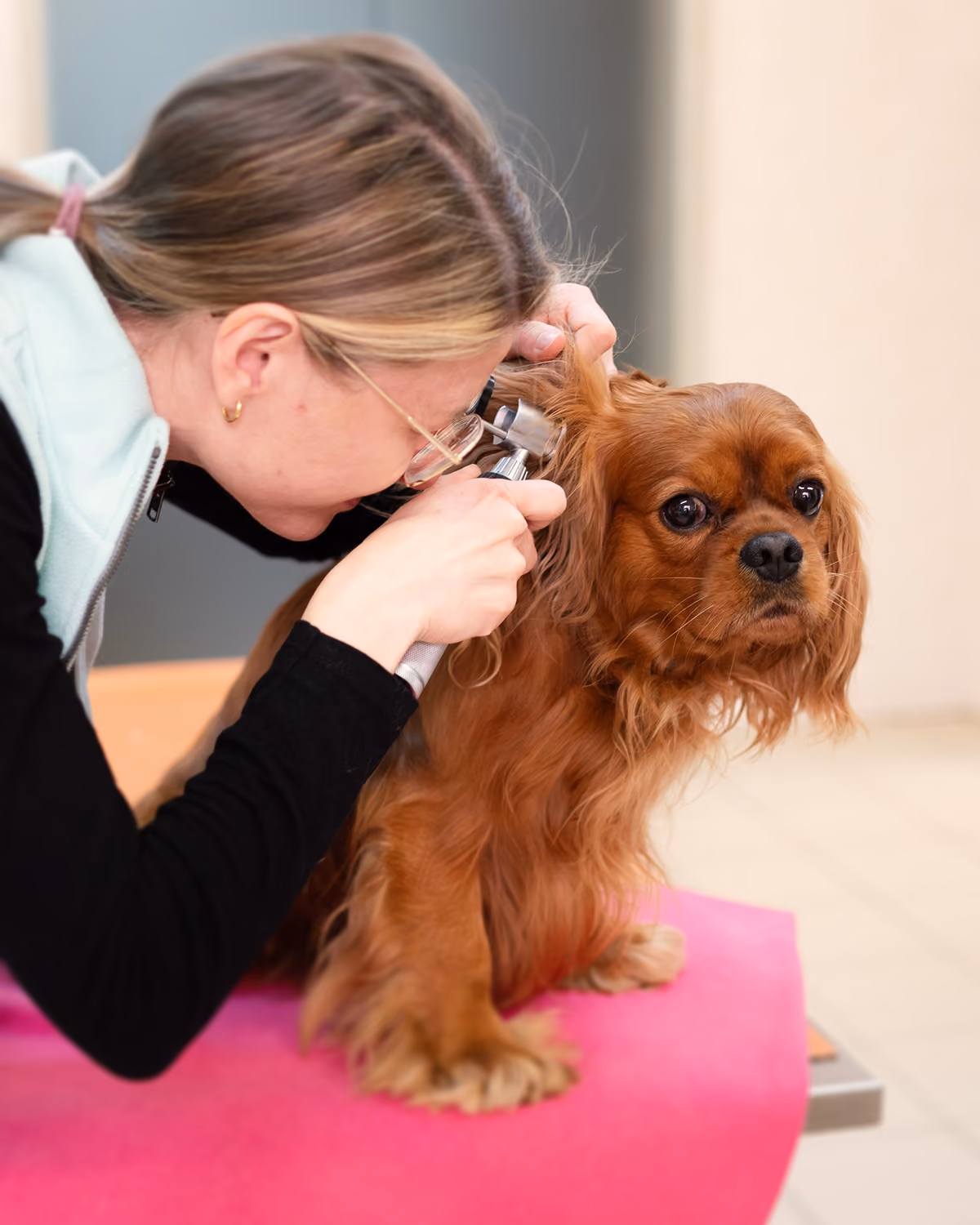 Veterinářka vyšetřuje ucho hnědého psa malého plemene na růžové podložce.
