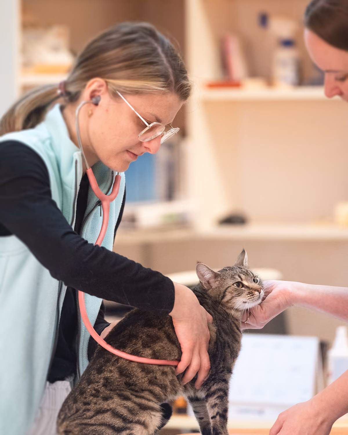 Veterinářka poslouchá srdce pruhované kočky pomocí stetoskopu během vyšetření.