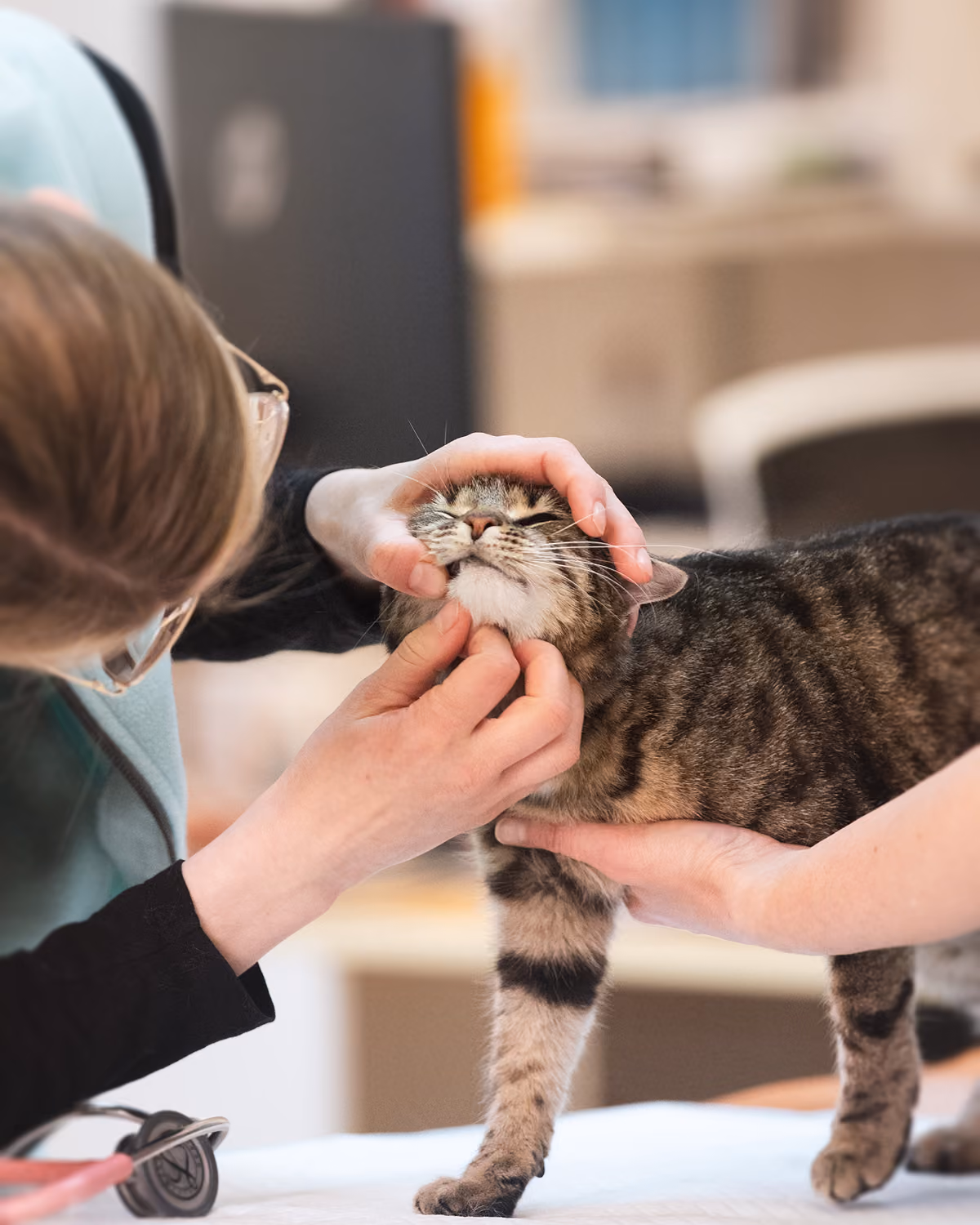 Veterinář zkoumá obličej mourovaté kočky, zatímco si kočka užívá pozornosti na vyšetřovacím stole.