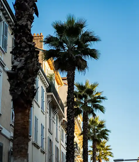 Palmier Hôtel Lepoussin Cannes