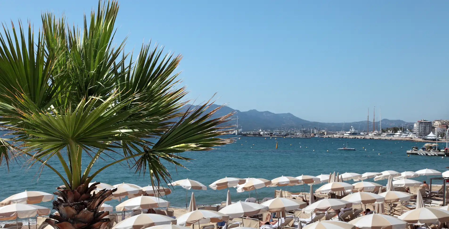 Paysage côtier de Cannes avec palmiers et sable fin près de l'Hôtel Lepoussin.