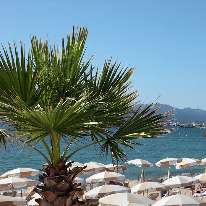 Palmiers et plages de Cannes proches de l'Hôtel Lepoussin.
