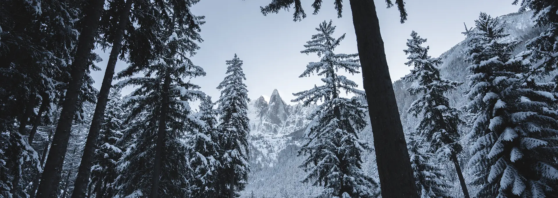 Sapins sous la neige