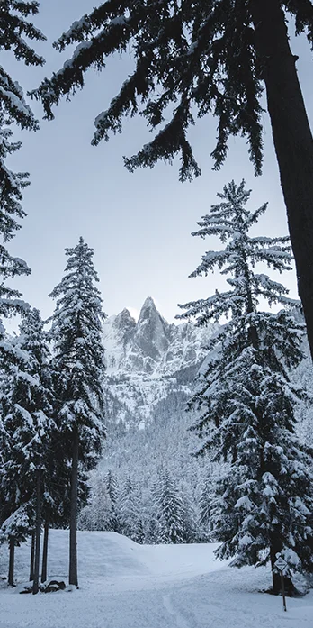 Forêt enneigé à Chamonix