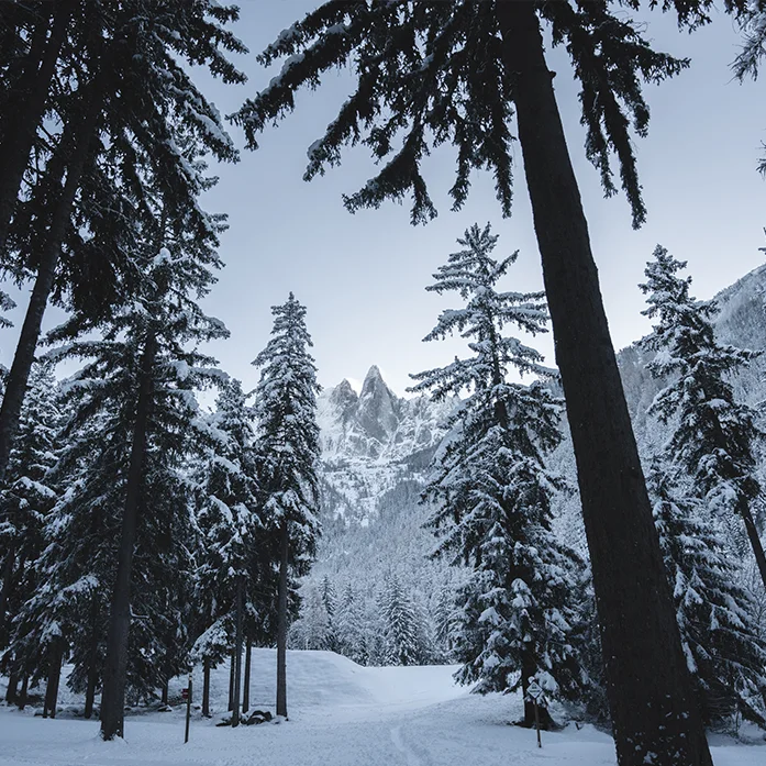 Forêt enneigé à Chamonix
