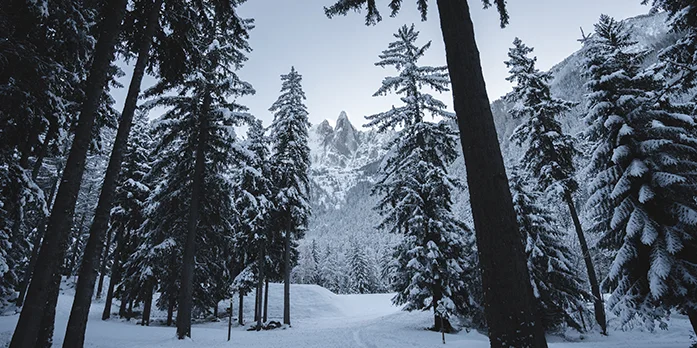 Forêt enneigé à Chamonix