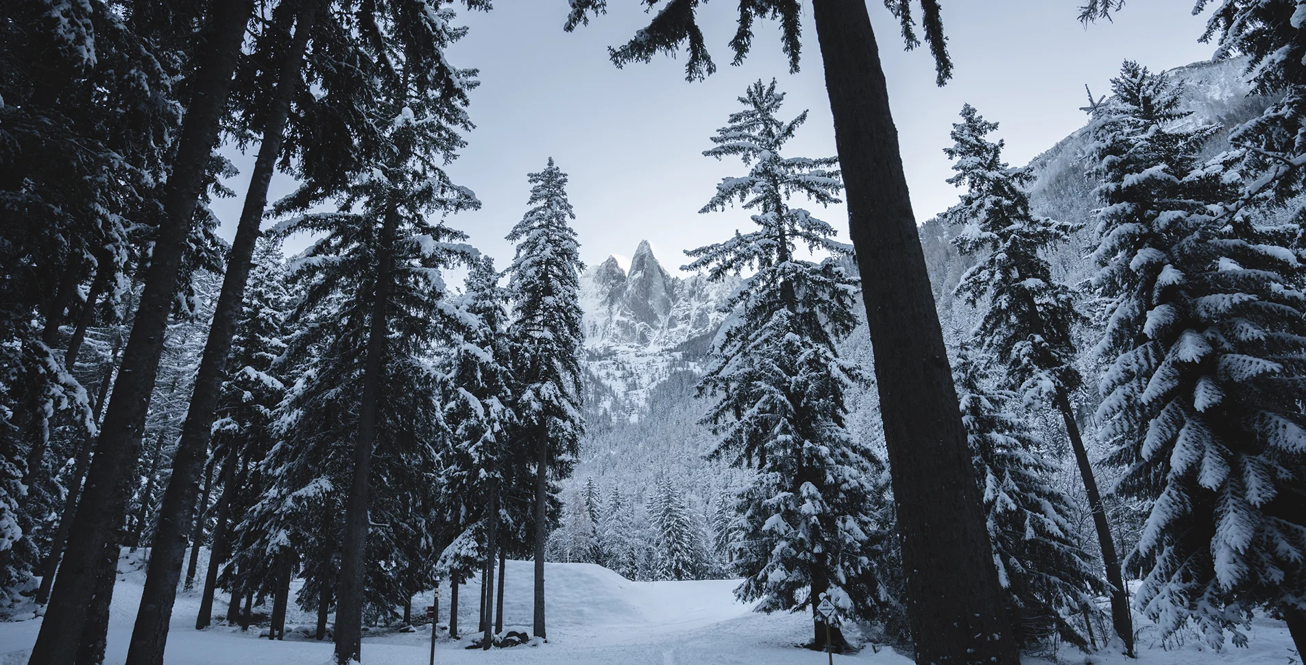 Forêt enneigé à Chamonix