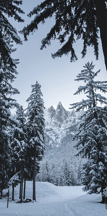 Forêt enneigé à Chamonix