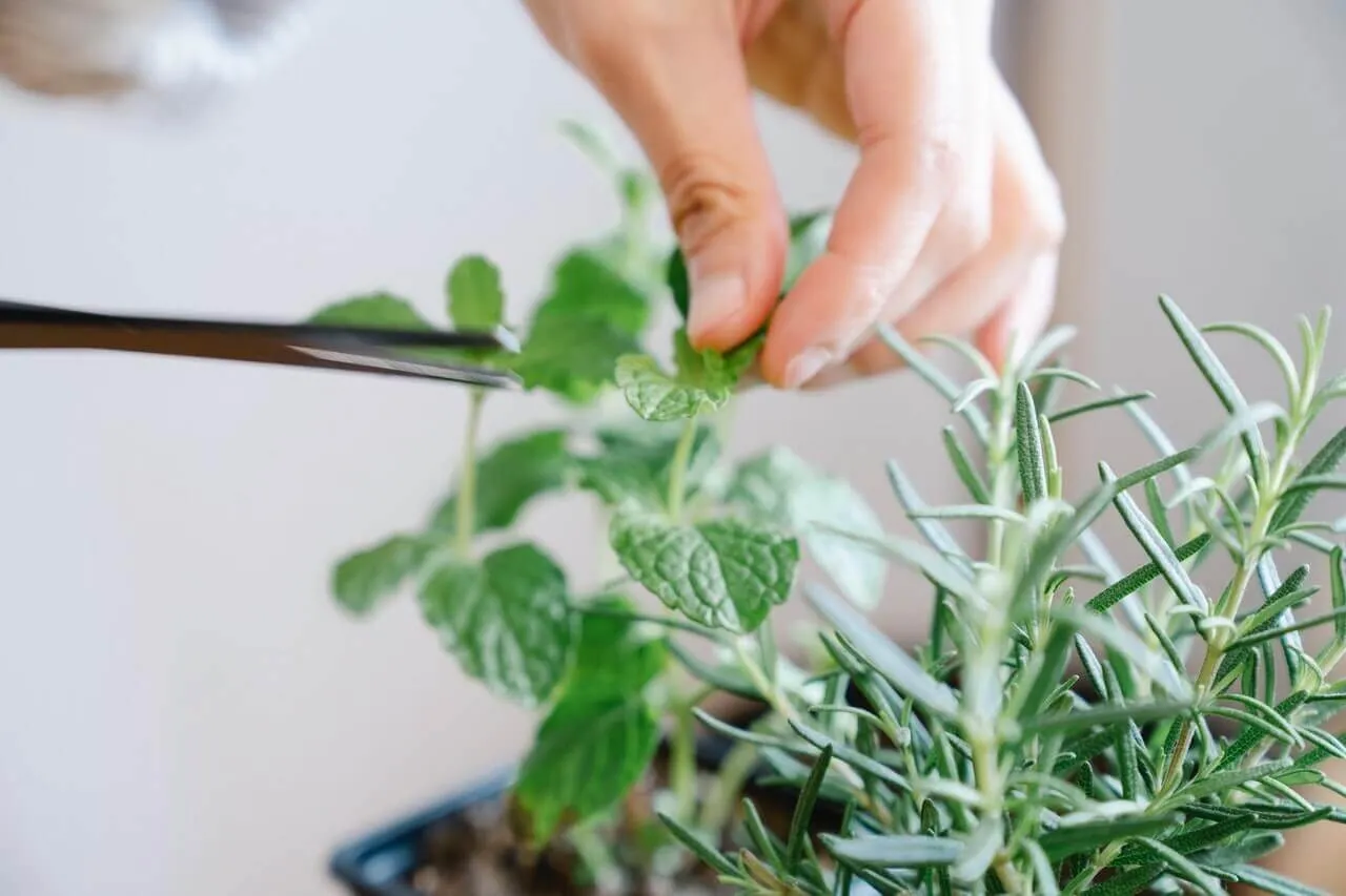 Die grüne Speisekarte für dein Restaurant: Veganes Essen anbieten